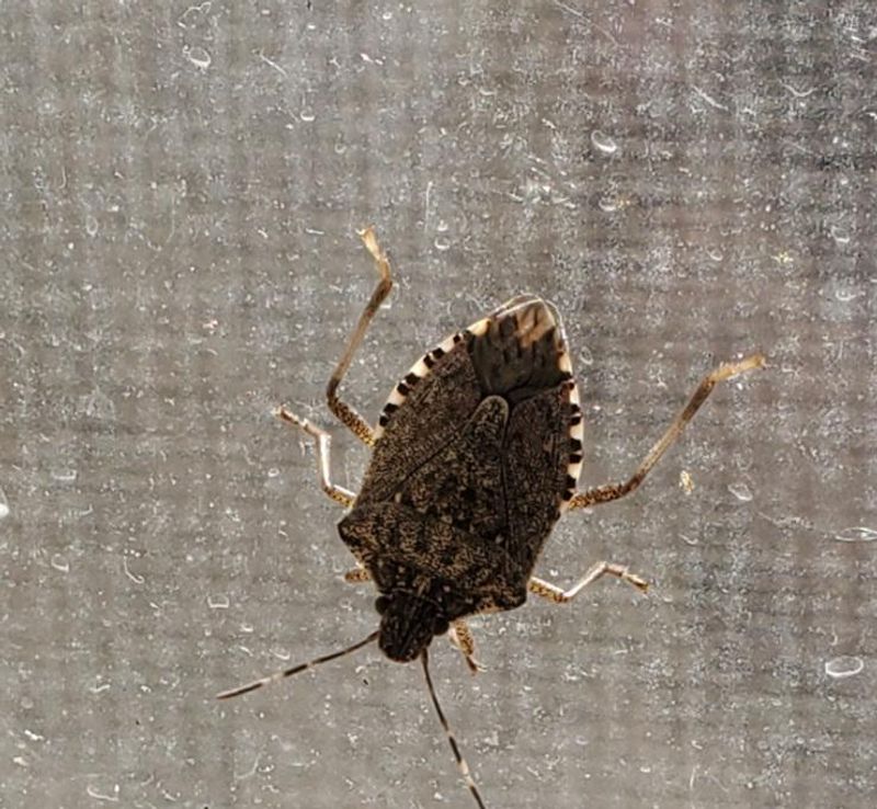 Your Stink Bug Trap May Be Backfiring Your Stink Bug Trap May Be Backfiring