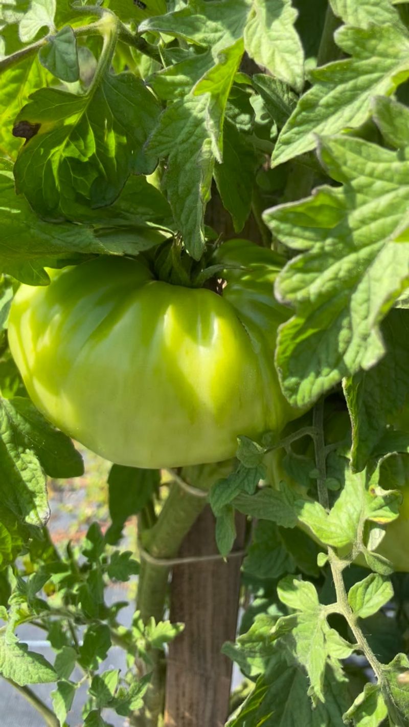 Your Tomatoes Were Planted Late