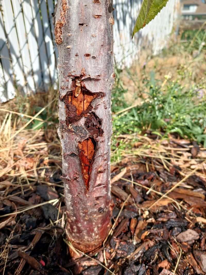 Your Tree Is Reacting To Sun And Heat Stress