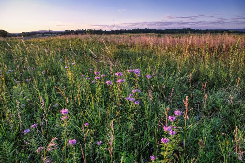 Your Yard Can Replace Fading Prairies