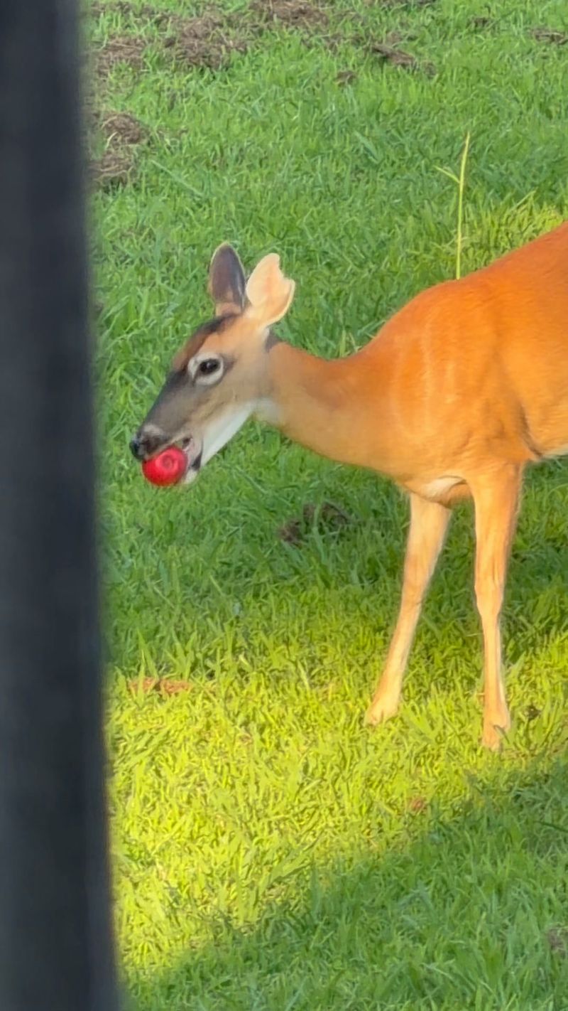 Your Yard Has Become A Reliable Food Source Your Yard Has Become A Reliable Food Source
