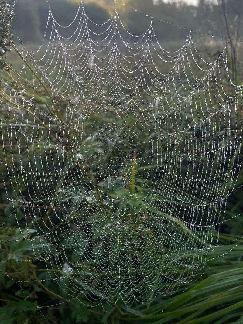 Your Yard Has Plenty Of Insects Your Yard Has Plenty Of Insects