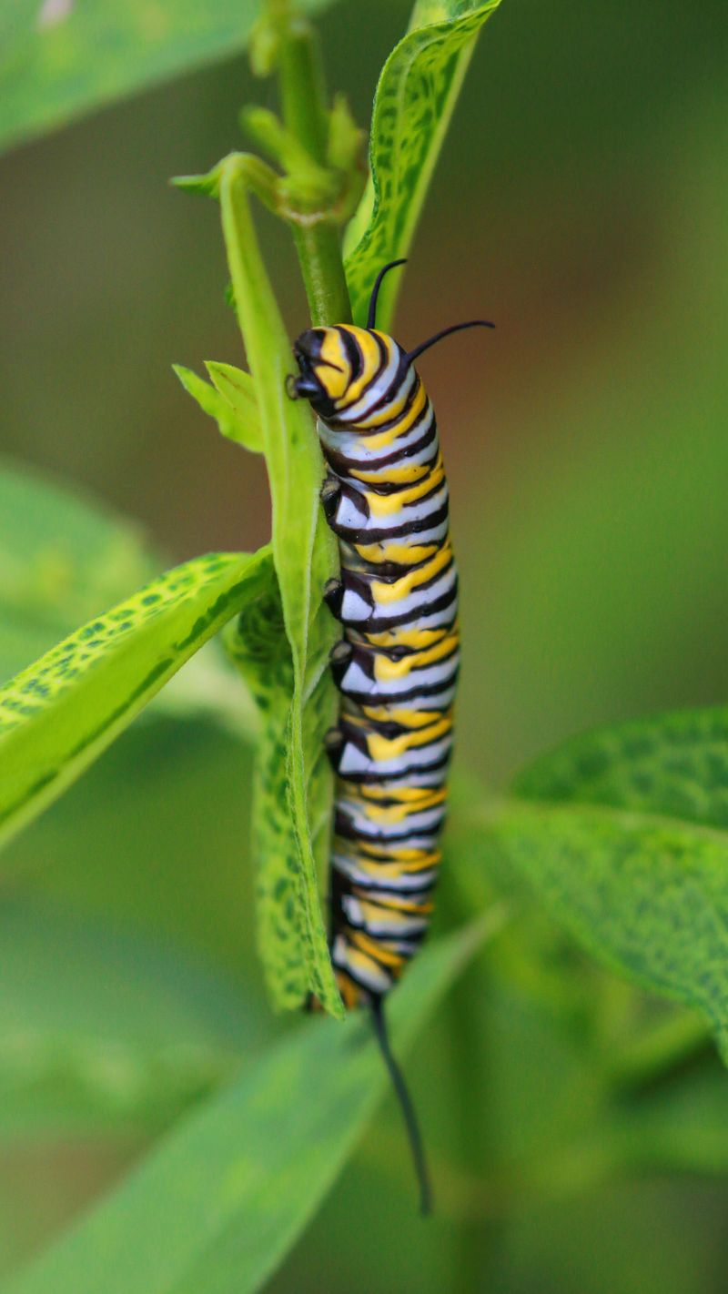 Your Yard Has The Power To Help It Survive