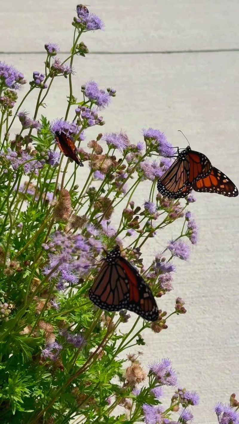 Your Yard Is Providing A Healthy Refuge Your Yard Is Providing A Healthy Refuge