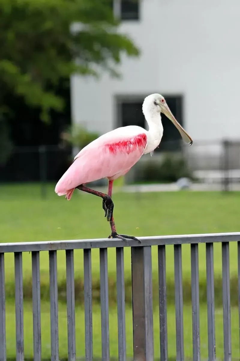 Your Yard May Be Closer To Spoonbill Habitat Than It Looks Your Yard May Be Closer To Spoonbill Habitat Than It Looks