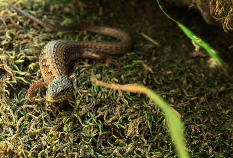 Your Yard May Be Full Of Easy Bug Snacks