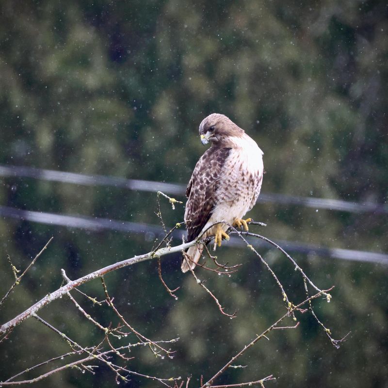 Your Yard May Be Offering An Easy Hunting Spot Your Yard May Be Offering An Easy Hunting Spot