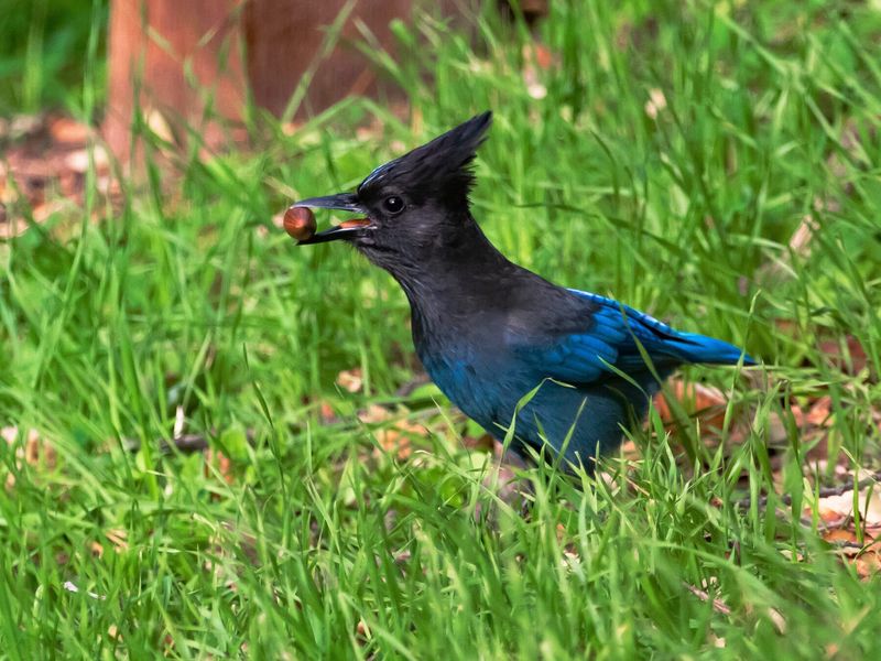 Your Yard May Be Offering An Easy Late-Summer Buffet