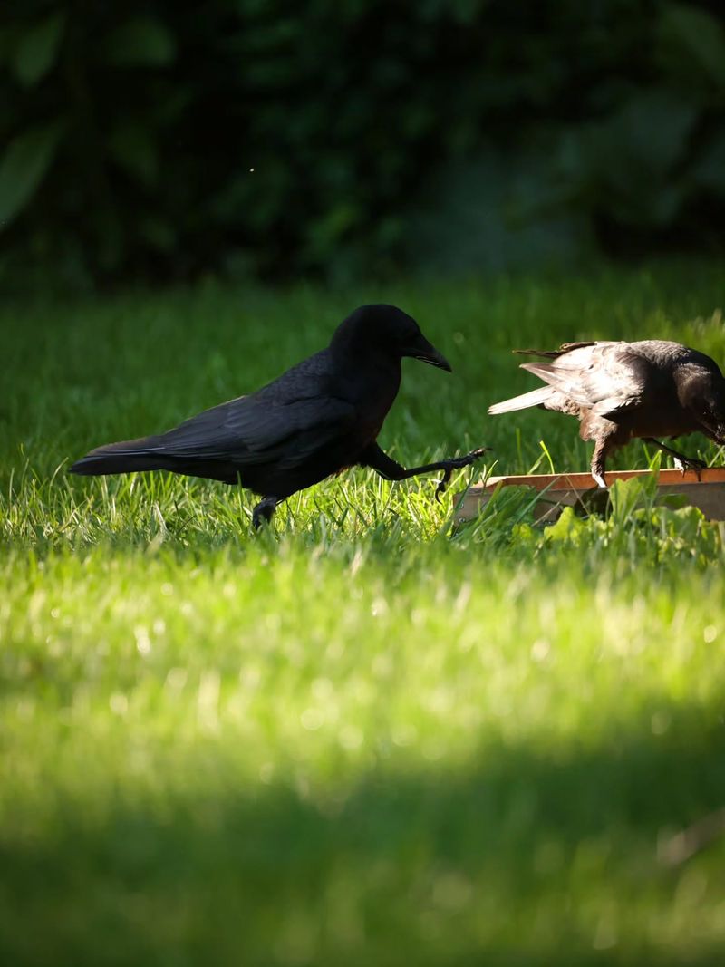Your Yard May Be Offering Easy Food