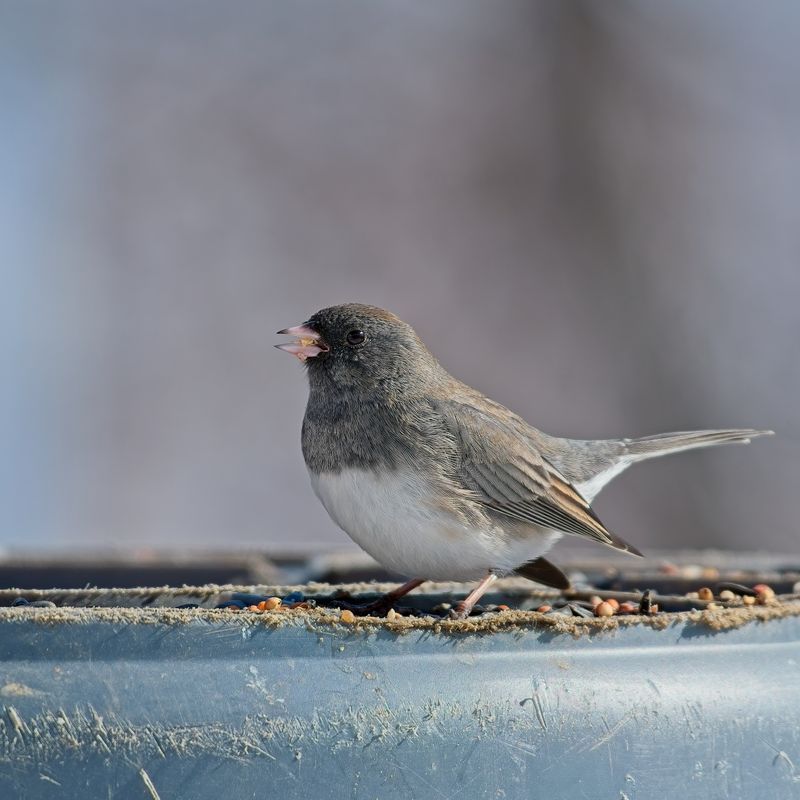 Your Yard May Be Providing Useful Winter Seeds Your Yard May Be Providing Useful Winter Seeds