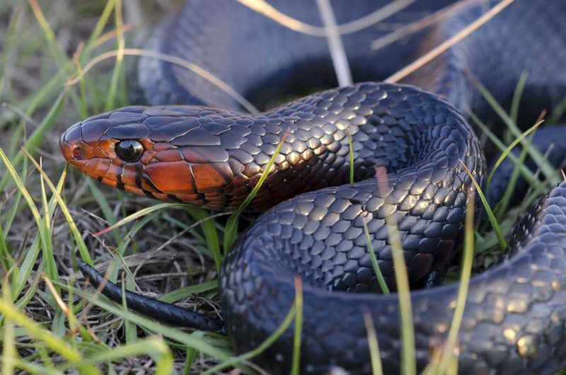 Your Yard May Border More Wild Habitat Than It Looks