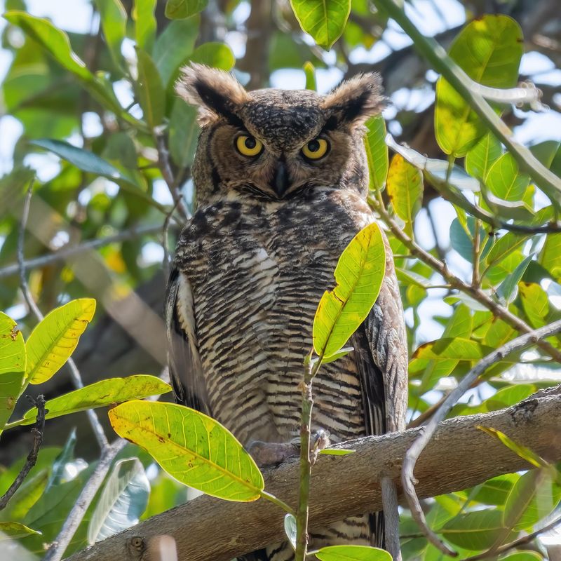 Your Yard May Have Plenty Of Rodents To Hunt