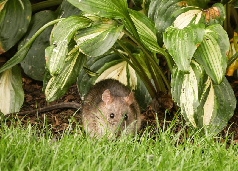Your Yard May Have Plenty Of Rodents Your Yard May Have Plenty Of Rodents