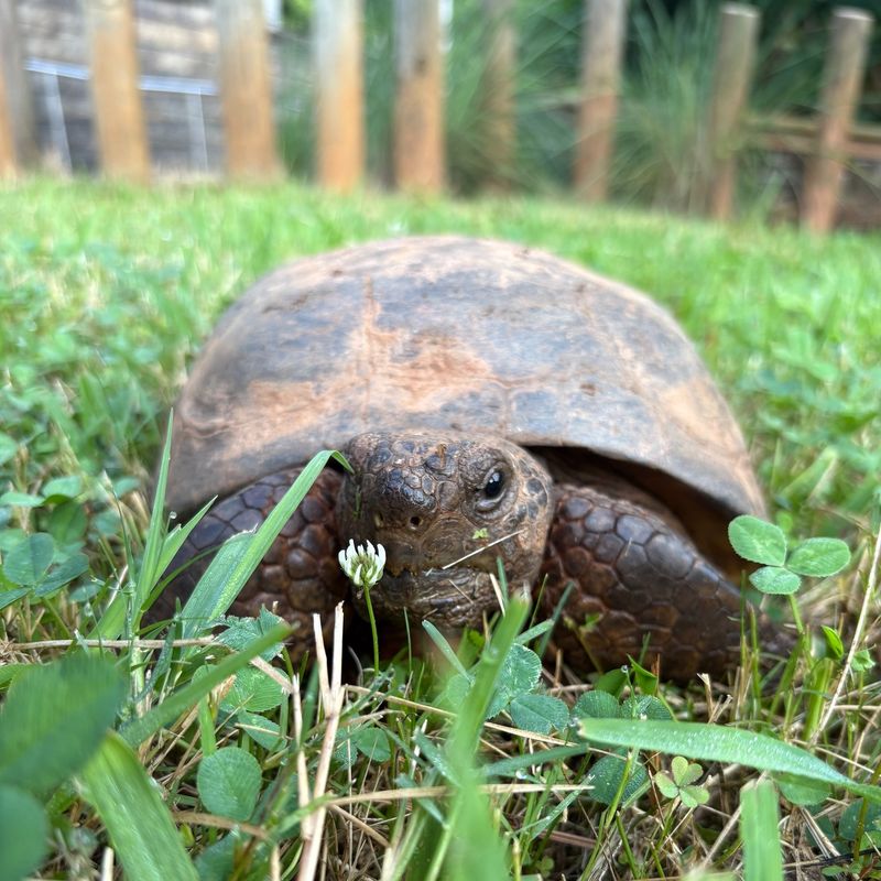 Your Yard May Offer Plants A Tortoise Can Eat