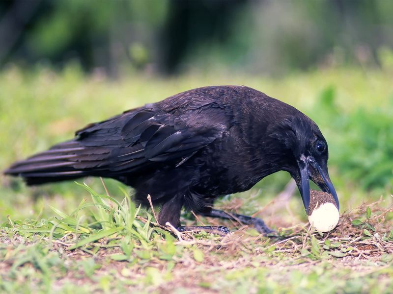 Your Yard May Simply Fit Their Foraging Routine