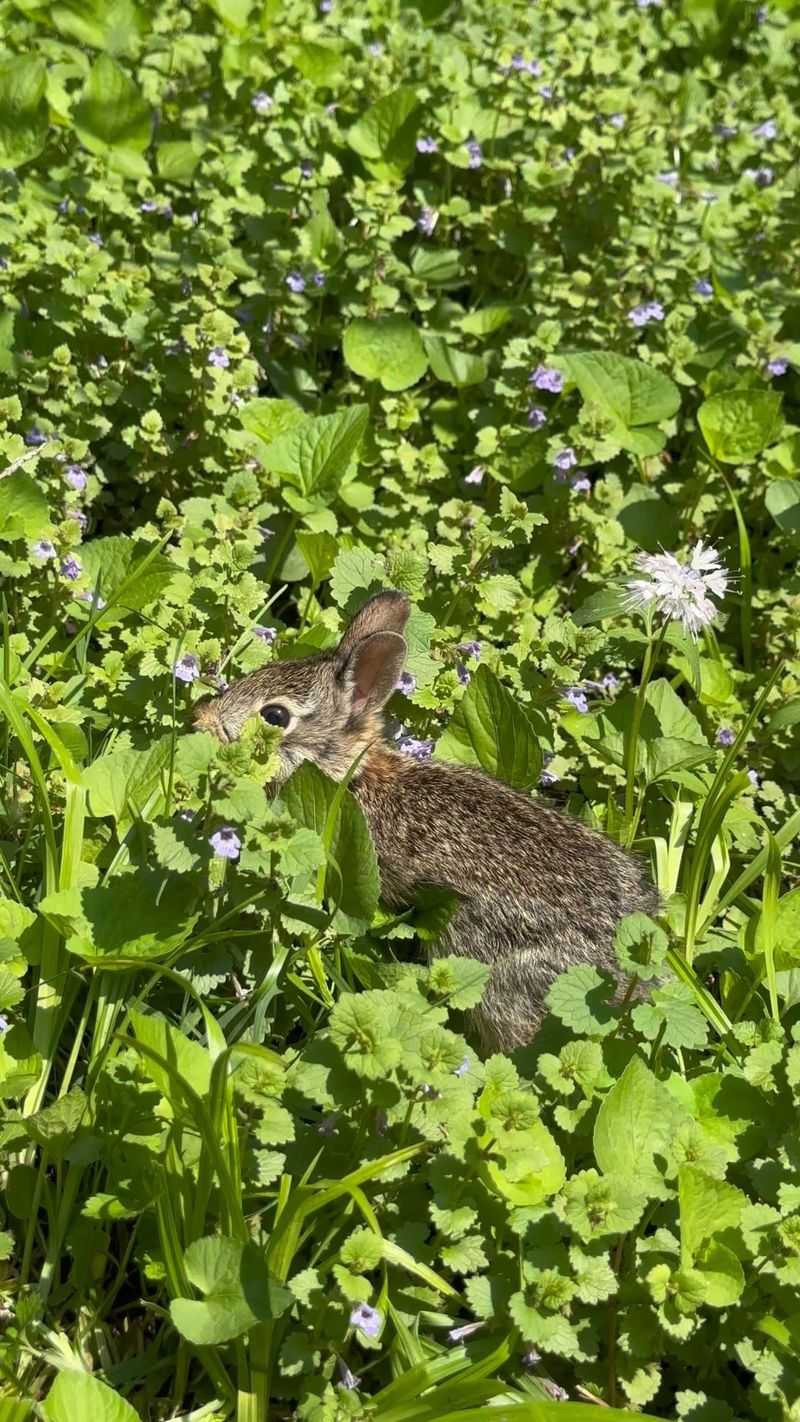 Your Yard Offers Good Hiding Cover Your Yard Offers Good Hiding Cover