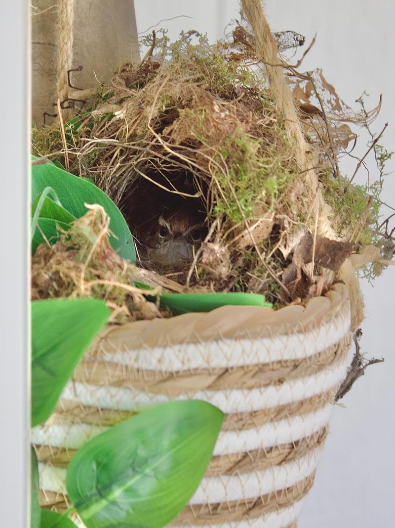 Your Yard Offers Safe Nesting Shelter Your Yard Offers Safe Nesting Shelter