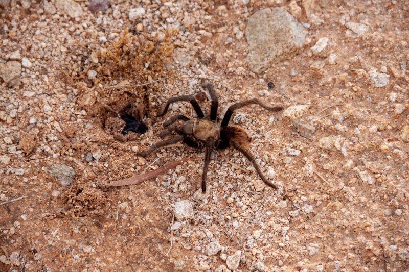 Your Yard Offers Suitable Tarantula Habitat Your Yard Offers Suitable Tarantula Habitat