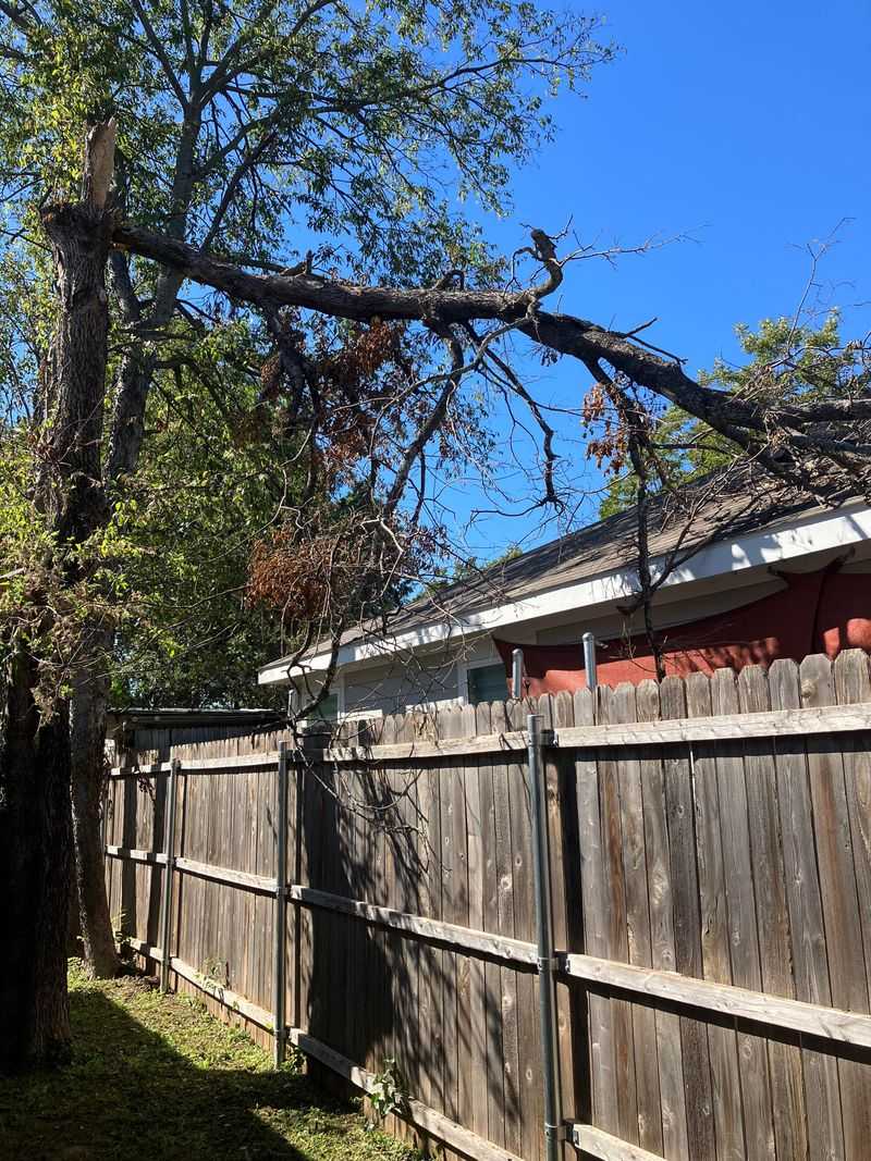 You're Responsible For Damage Your Tree Causes You're Responsible For Damage Your Tree Causes