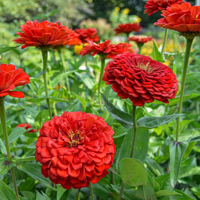 Zinnia Zinnia