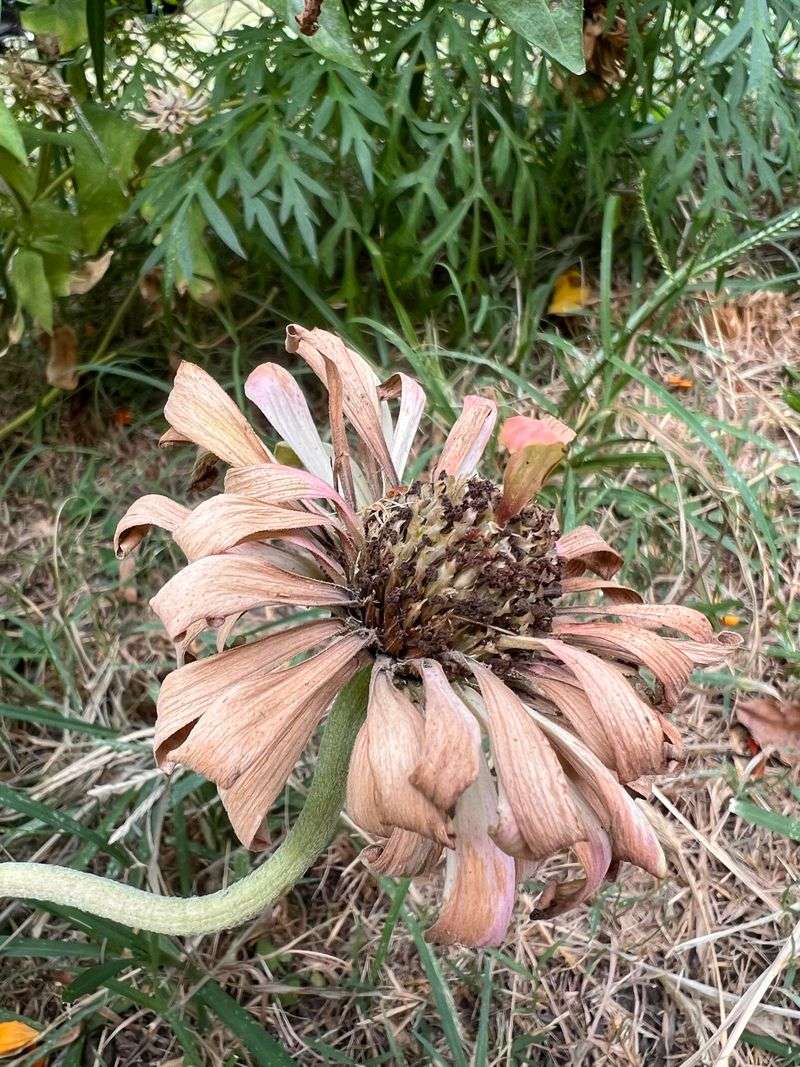 Zinnia Zinnia