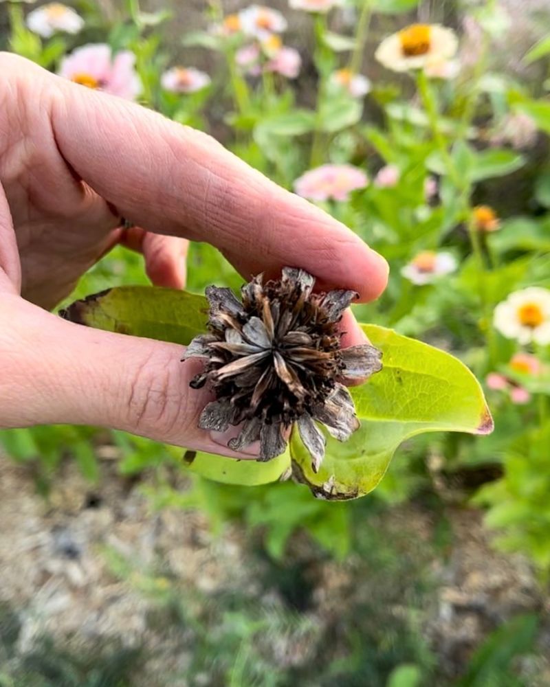Zinnias Zinnias