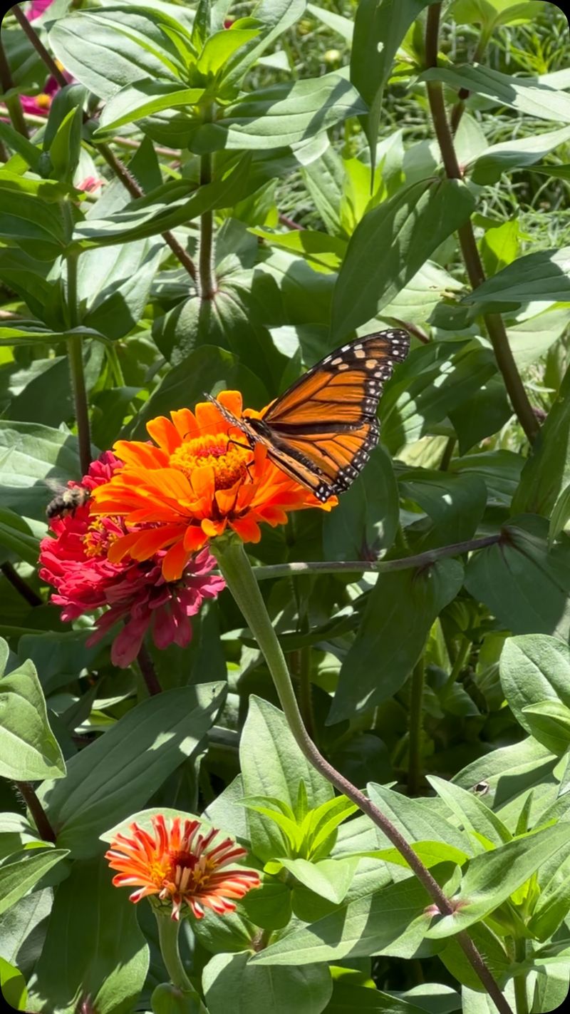 Zinnias