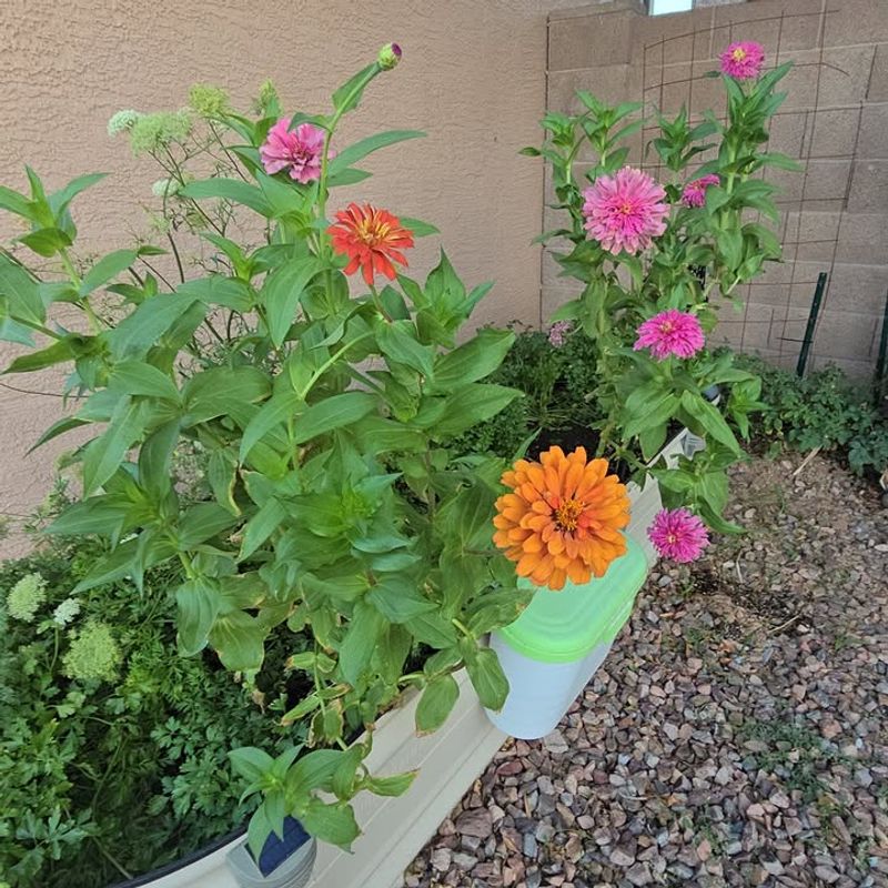 Zinnias And Crowded Annuals Need Dry Leaves Zinnias And Crowded Annuals Need Dry Leaves