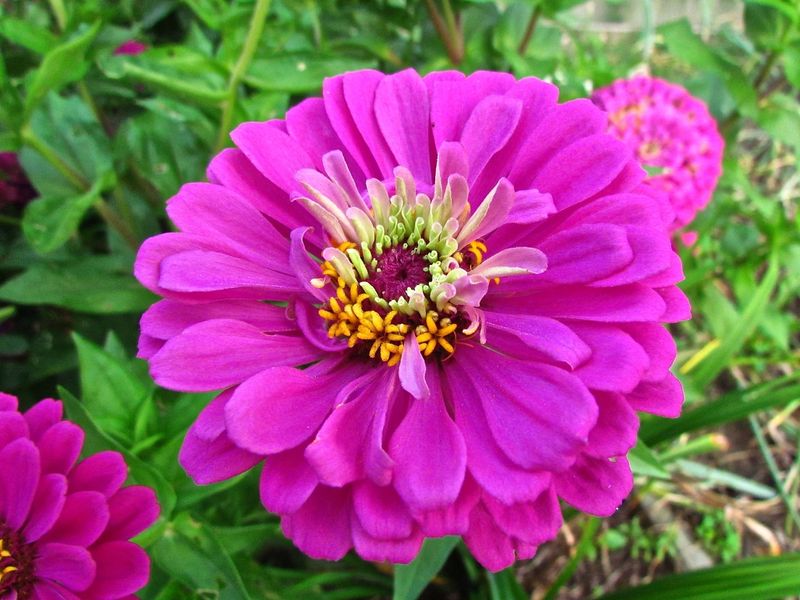 Zinnias As A Magnet For Beneficial Insects Zinnias As A Magnet For Beneficial Insects