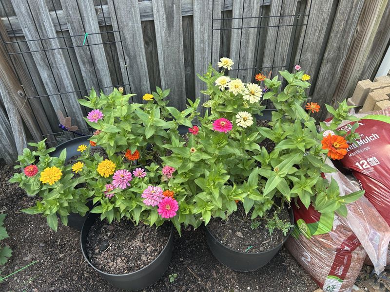 Zinnias Blooming Hard In Bright Afternoon Sun Zinnias Blooming Hard In Bright Afternoon Sun