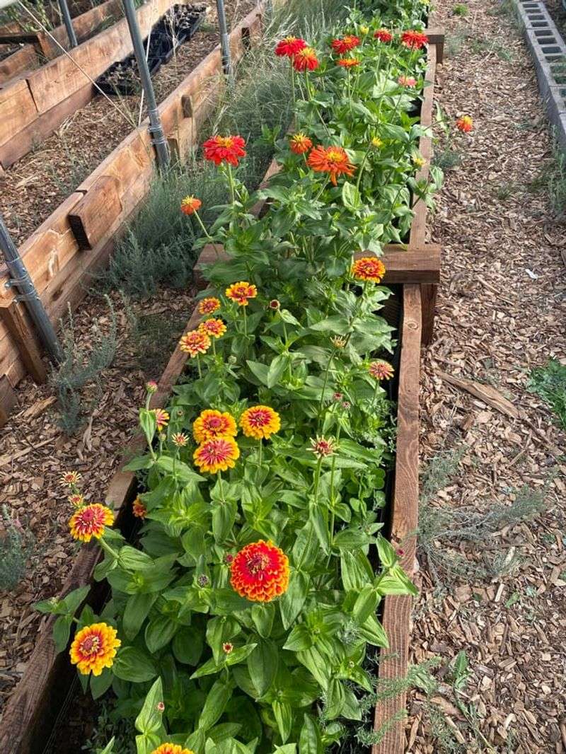Zinnias Bring Back The Cutting Garden Zinnias Bring Back The Cutting Garden