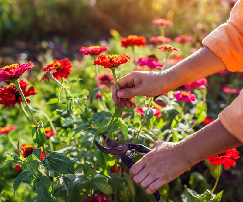 Zinnias Turn Blazing Sun Into A Cutting Garden