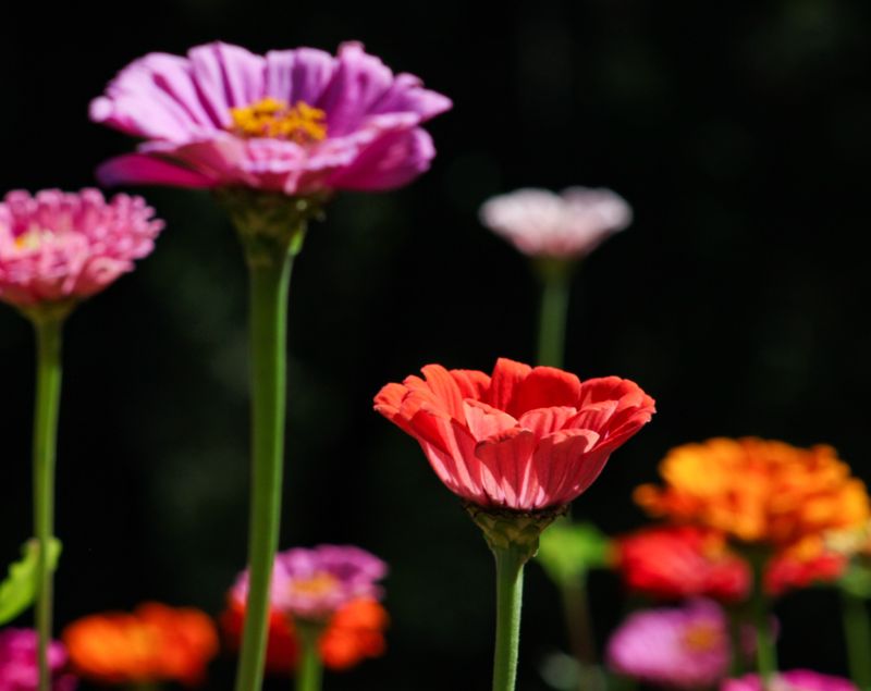 Zinnias