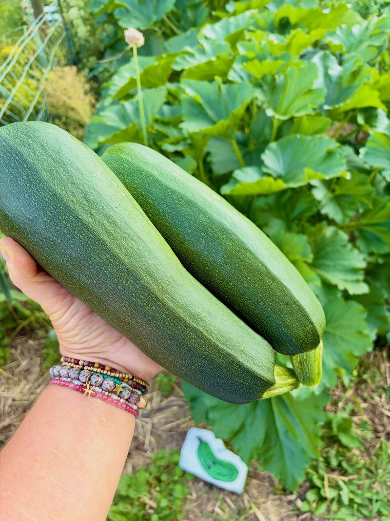 Zucchini Can Get Huge Overnight Zucchini Can Get Huge Overnight