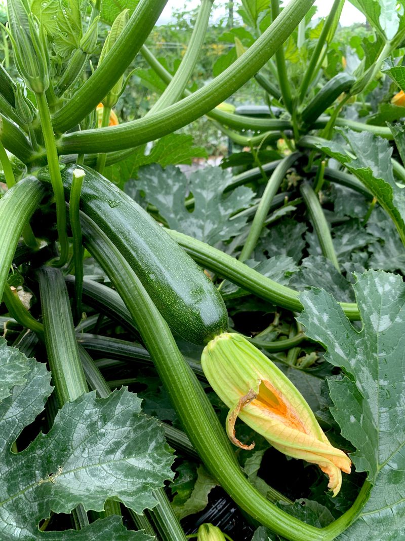 Zucchini Growth Is Exponential Not Linear