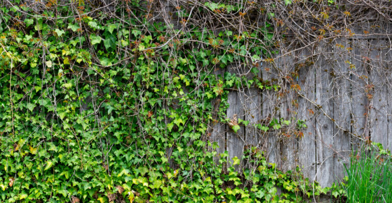 The Florida Fence Line Habit That Makes Roach Problems Around The House Significantly Worse