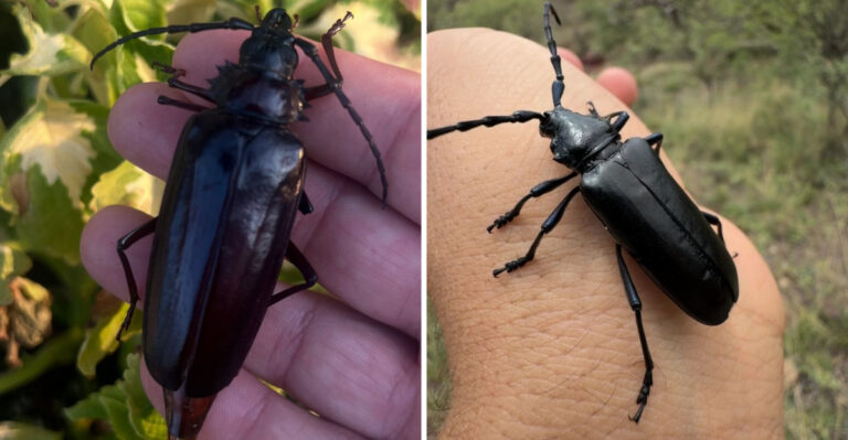 What It Means When Palo Verde Beetles Show Up In Your Arizona Yard