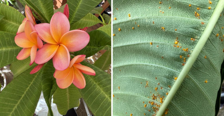 How Florida Gardeners Keep Plumeria Blooming Through The Rainy Stretch