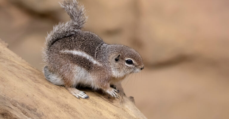 Antelope Squirrels (featured image)