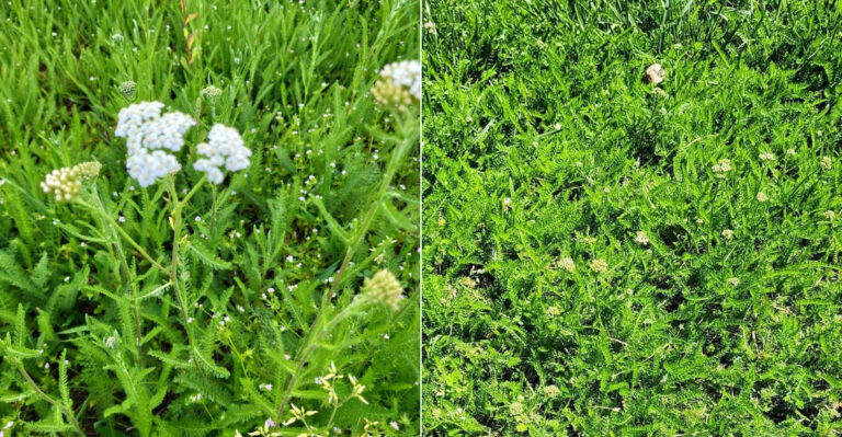 The Ground Cover Oregon Gardeners Use Instead Of Thirsty Summer Lawn
