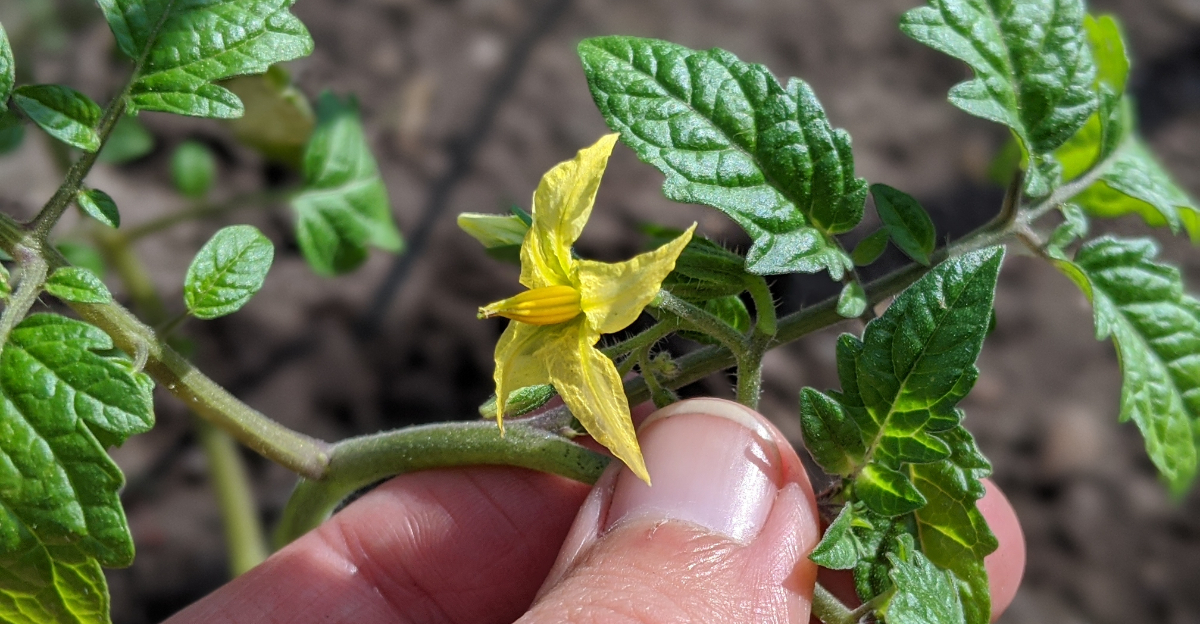 Tomato Plant (featured image)