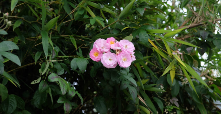 The Shrub Wisconsin Once Planted On Purpose Is Now A Problem For Gardenerds