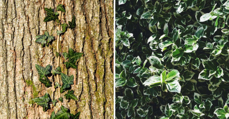 8 New York Vines That Are About To Become Illegal To Grow