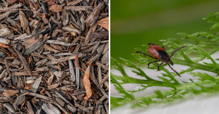 The Mulch Mistake New York Homeowners Should Avoid To Keep Ticks Away