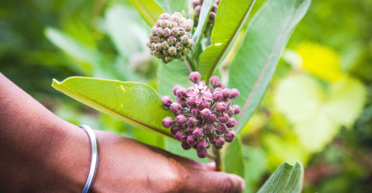 Asclepias sullivantii
