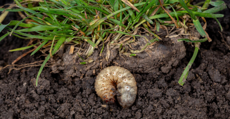 Sudden Brown Patches In Your New York Lawn Could Signal A Bigger Issue