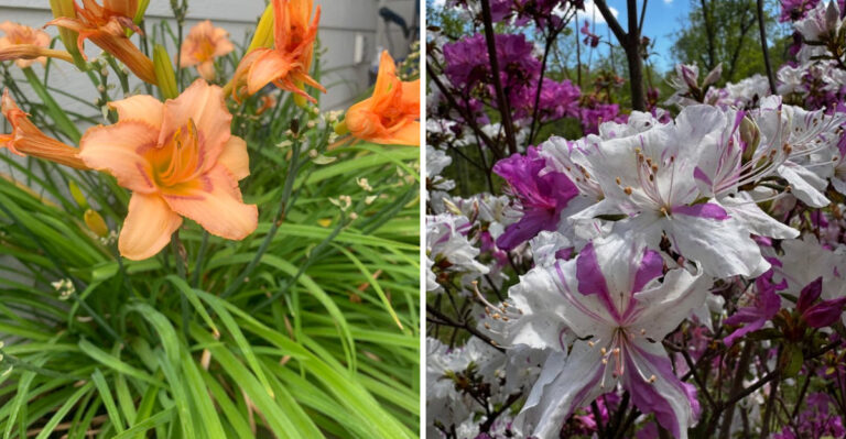 What Oregon Gardeners Should Move Or Transplant As Fall Weather Arrives