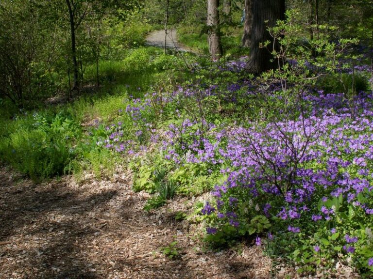 7 Native North Carolina Spreaders That Close The Gaps In Liriope Edging Where Weeds Sneak In