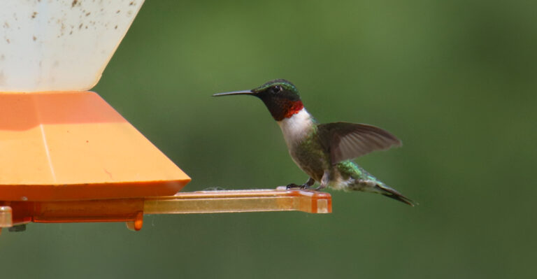 Hummingbird (featured image)