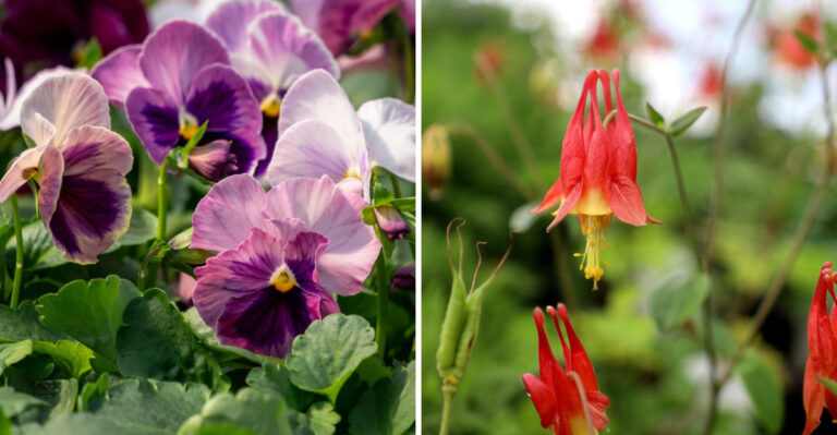 Sow These Flower Seeds Now For A Colorful Pennsylvania Spring